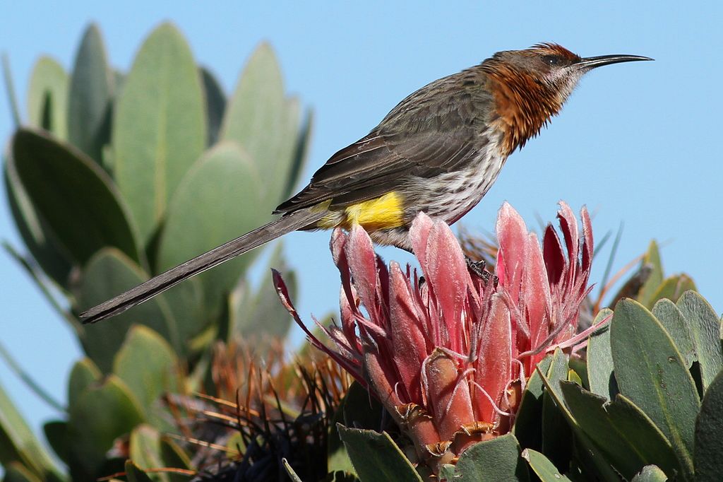 Gurney's Sugarbird was once classified as a Sunbird.