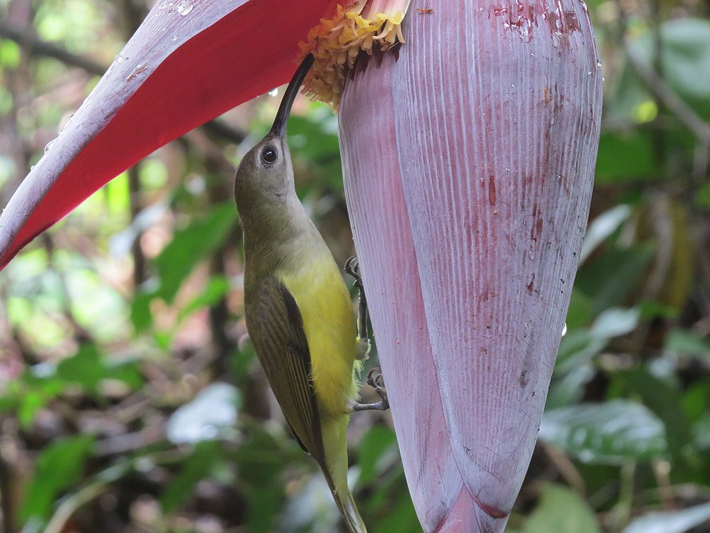 Little Spiderhunters are cute if a bit drab