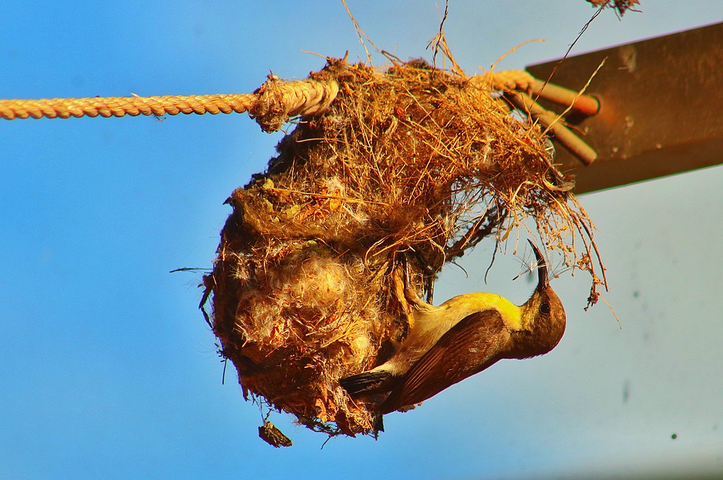 Sunbirds often build purse-like nests
