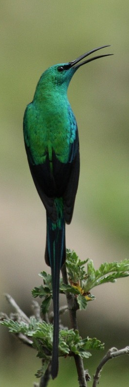 Malachite Sunbirds have long tails