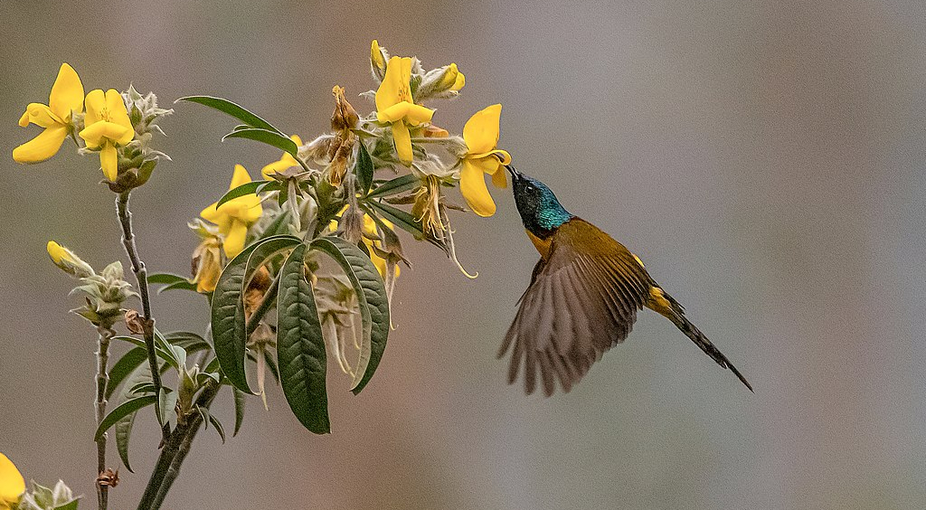 Nepal Sunbirds sometimes hover rather than percy