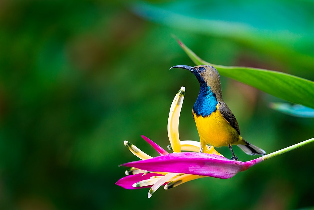 Olive-backed Sunbirds are beautiful