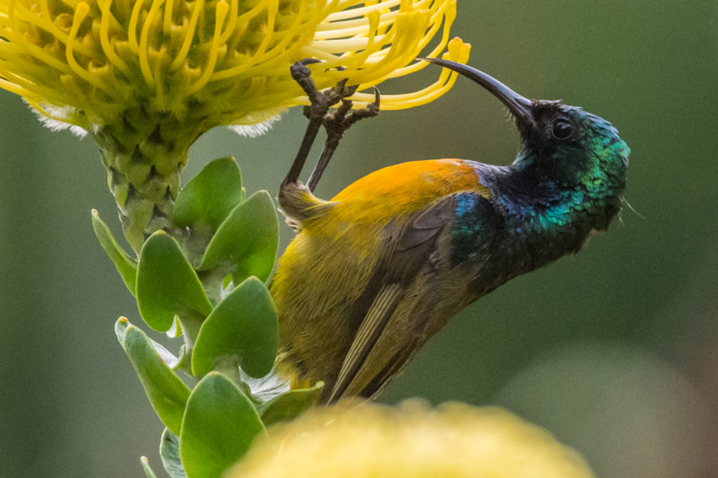 Orange-breasted Sunbirds are adapted to protea