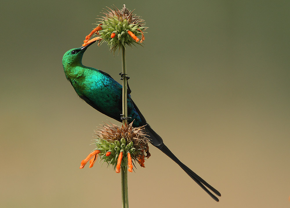 Malachite Sunbirds drink nectar with long tubular tongues