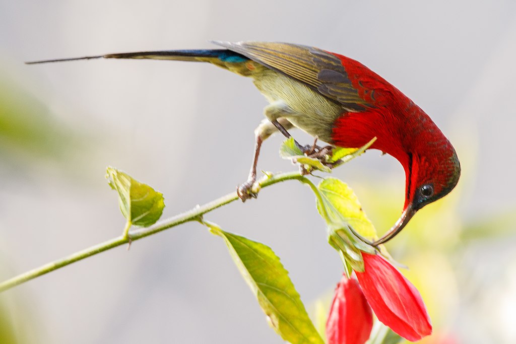 Crimson Sunbirds also engage in "robbing"