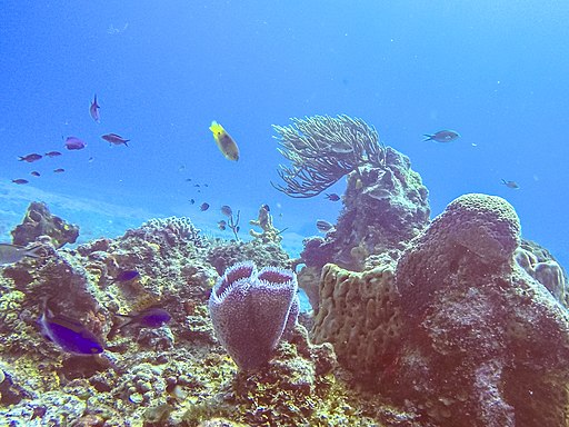 baja mexico reef looks like cozumel reef