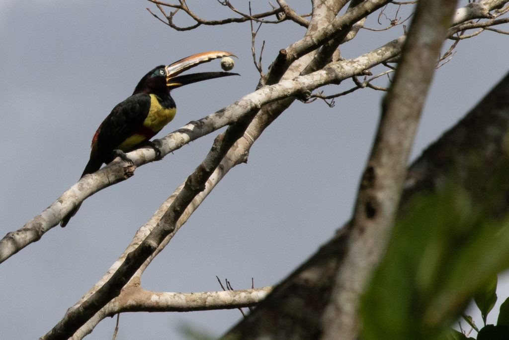 Aracari, Toucans & Toucanets are favorites of Central American and South American Birding