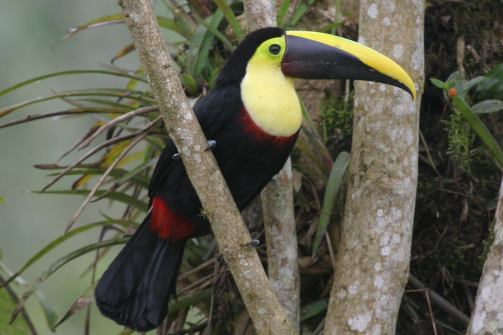 Choco Toucan in Ecuador