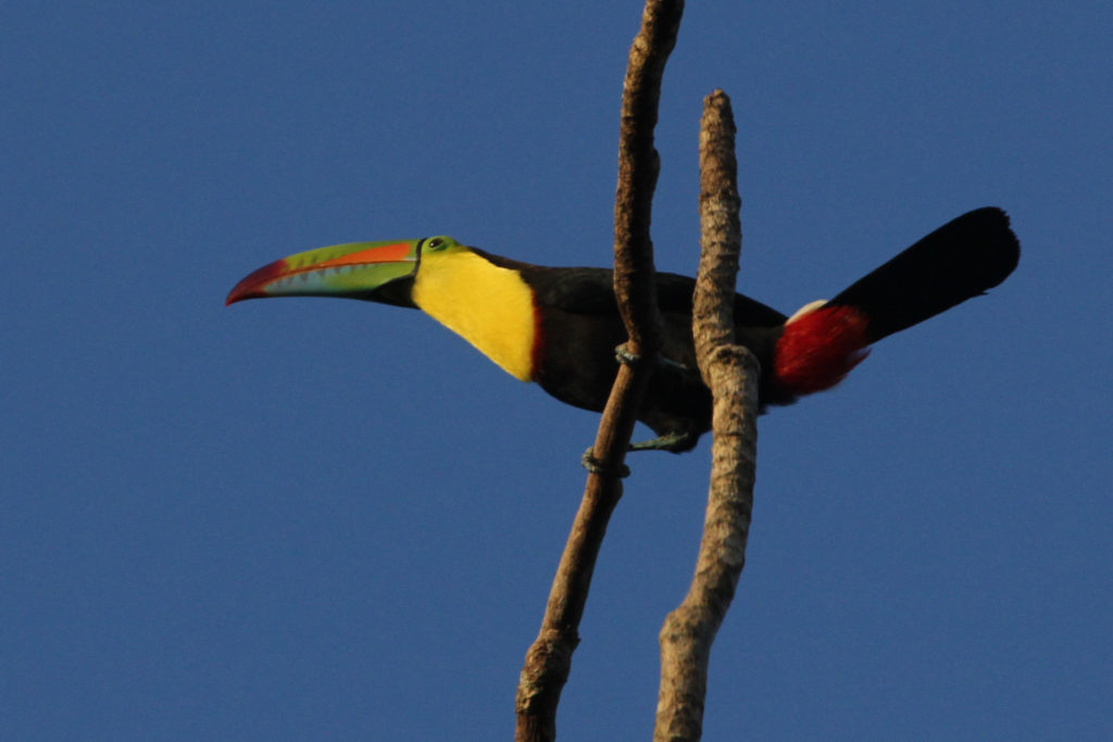 Toucans, Aracari & Toucanets are favorites of Central American and South American Birding