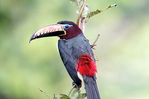 Lettered Aracari is a member of the Toucan family