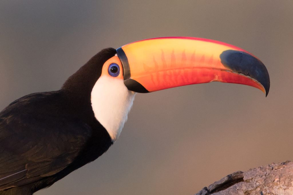 Aracari, Toucans & Toucanets are favorites of Central American and South American Birding