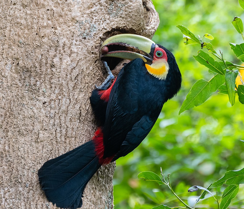 a toucan at the nest
