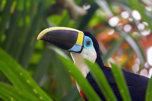 White-throated Toucans