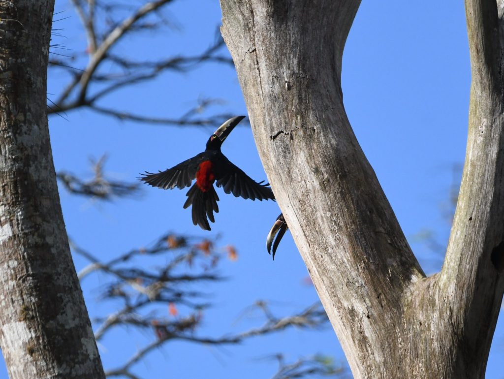 Collared Aracari in flight by Daniel O'Brien