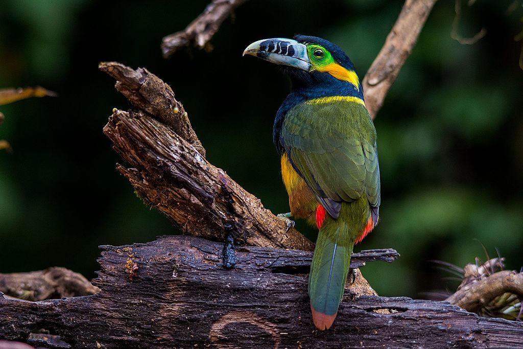 Spot-billed toucanet